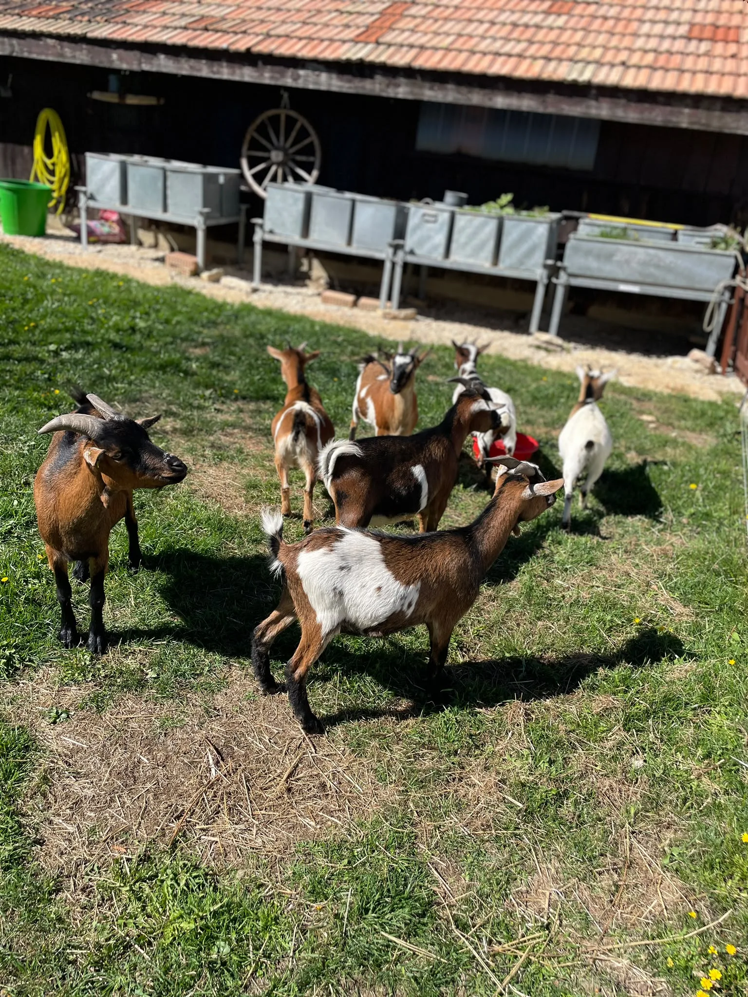 A herd of small brown-and-white goats roaming freely on a farm paddock beside barn buildings.