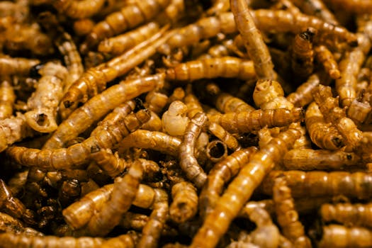 Ein kulinarisch ansprechendes Gericht mit essbaren Insekten, angerichtet auf einem rustikalen Holzteller in einer modernen Schweizer Restaurantküche.