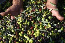 Hands cupping a fresh harvest of mixed green and black olives.