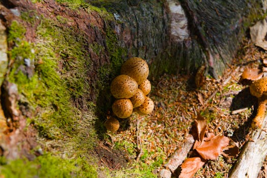 Ein herbstliches Pilz-Trüffel-Ragout mit cremiger Polenta, angerichtet auf einem rustikalen Teller mit frischen Pilzen und Trüffelöl im Hintergrund.