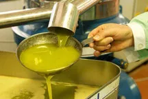 Freshly pressed bright green olive oil being poured into a container at a mill.